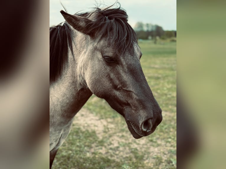 Konik Mare 4 years 13,1 hh Grey in Narewka Konik Mare 4 years 13,1 hh Grey in Narewka