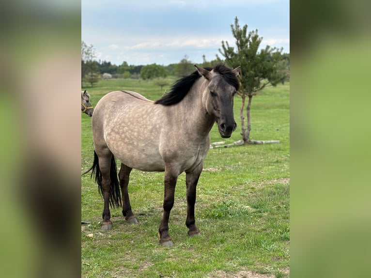 Konik Mare 4 years 13,1 hh Grey in Narewka Konik Mare 4 years 13,1 hh Grey in Narewka