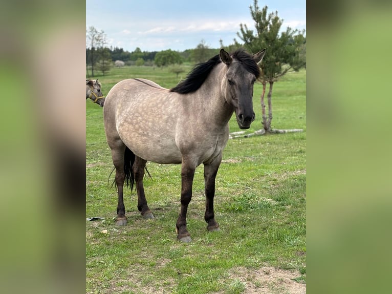 Konik Mare 4 years 13,1 hh Grey in Narewka Konik Mare 4 years 13,1 hh Grey in Narewka
