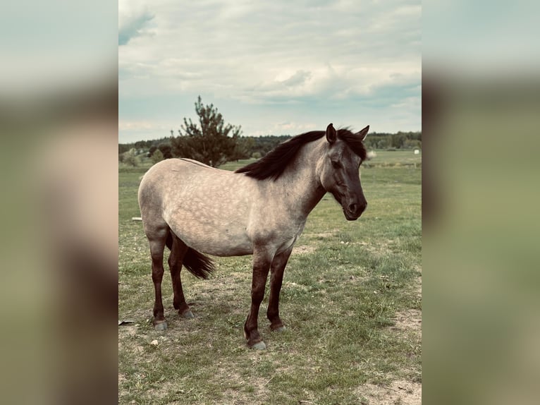 Konik Mare 4 years 13,1 hh Grey in Narewka Konik Mare 4 years 13,1 hh Grey in Narewka