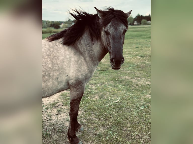 Konik Mare 4 years 13,1 hh Grey in Narewka Konik Mare 4 years 13,1 hh Grey in Narewka