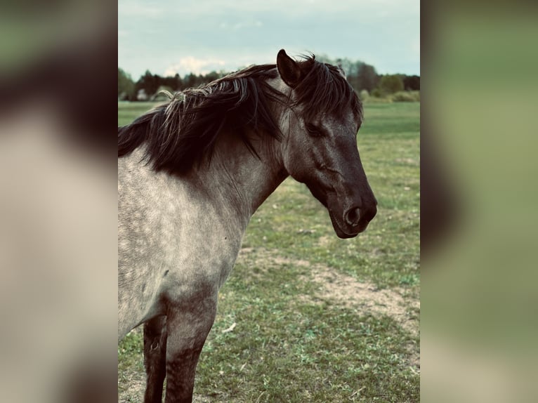 Konik Mare 4 years 13,1 hh Grey in Narewka Konik Mare 4 years 13,1 hh Grey in Narewka