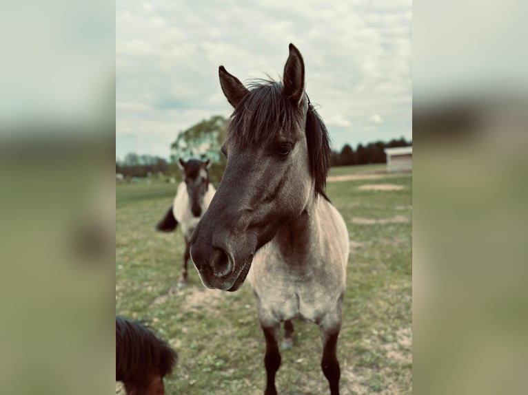 Konik Mare 4 years 13,1 hh Grey in Narewka Konik Mare 4 years 13,1 hh Grey in Narewka
