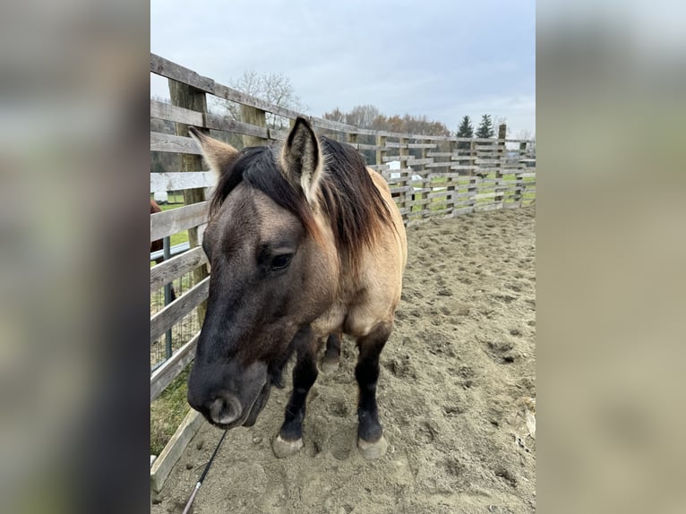 Konik Mare 4 years 14,1 hh Grullo in Moncucco Torinese