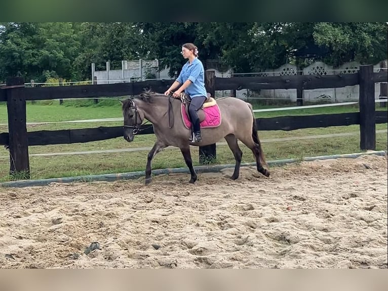 Konik Mare 4 years 14 hh Red Dun in G&#xF6;rlitz