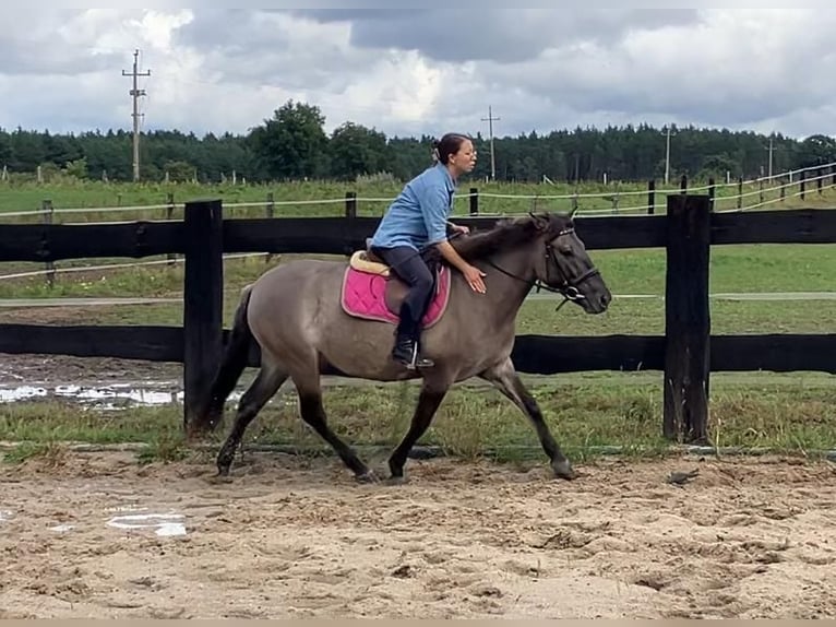 Konik Mare 4 years 14 hh Red Dun in G&#xF6;rlitz
