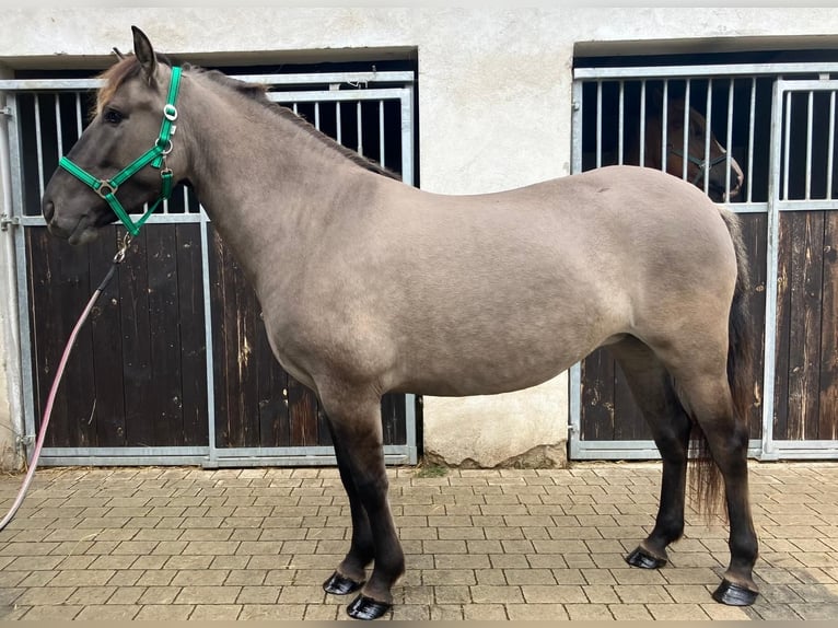 Konik Mare 4 years 14 hh Red Dun in G&#xF6;rlitz