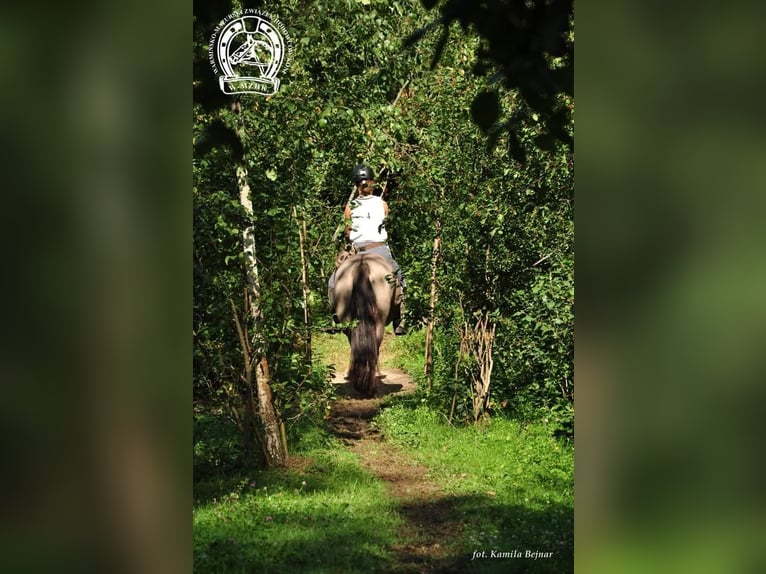 Konik Mare 4 years 14 hh Red Dun in G&#xF6;rlitz