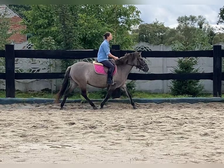 Konik Mare 4 years 14 hh Red Dun in G&#xF6;rlitz