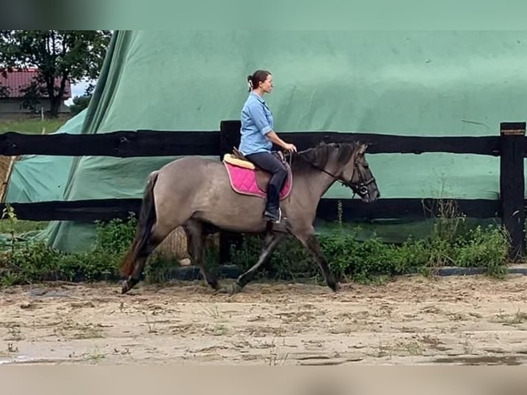 Konik Mare 4 years 14 hh Red Dun in G&#xF6;rlitz