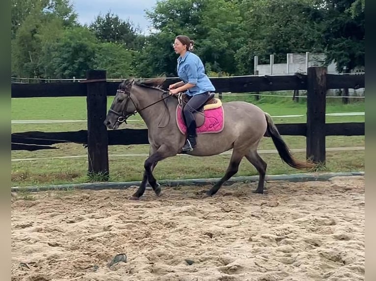 Konik Mare 4 years 14 hh Red Dun in G&#xF6;rlitz