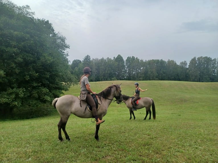 Konik Mare 4 years 14 hh Red Dun in G&#xF6;rlitz