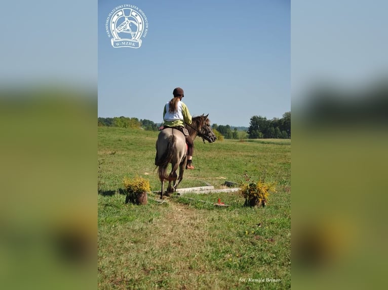 Konik Mare 4 years 14 hh Red Dun in G&#xF6;rlitz