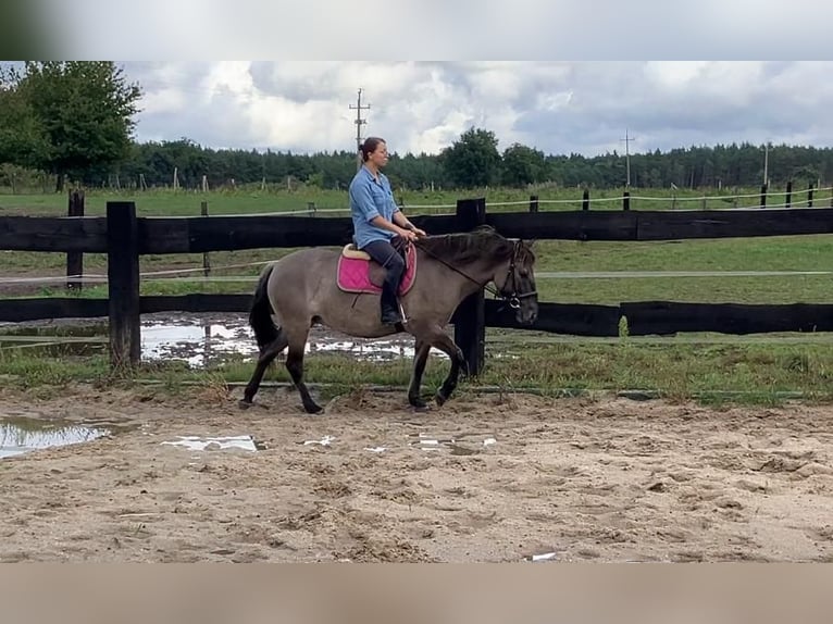 Konik Mare 4 years 14 hh Red Dun in G&#xF6;rlitz