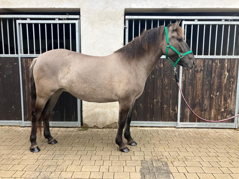 Konik Mare 4 years 14 hh Red Dun in G&#xF6;rlitz