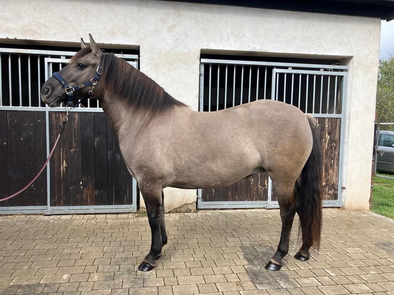 Konik Mare 4 years 14,1 hh Dun in G&#xF6;rlitz