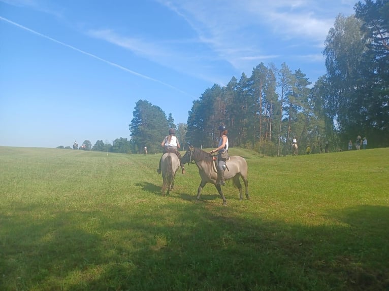 Konik Mare 4 years 14,1 hh Dun in G&#xF6;rlitz