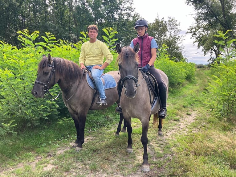 Konik Mare 4 years 14,1 hh Dun in G&#xF6;rlitz
