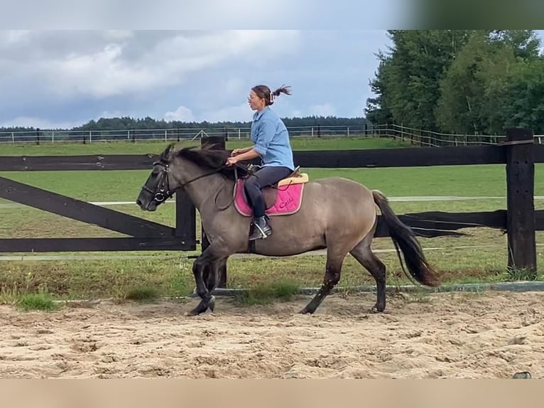 Konik Mare 4 years 14,1 hh Dun in G&#xF6;rlitz