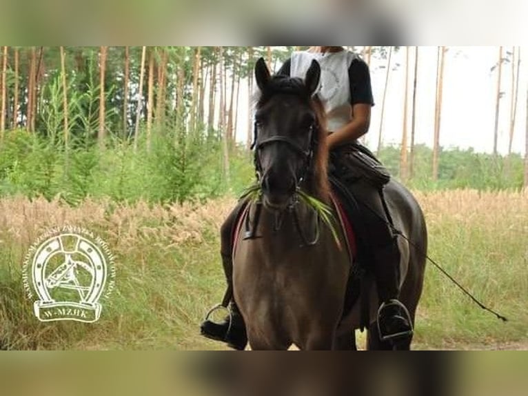 Konik Mare 4 years 14,1 hh Dun in G&#xF6;rlitz