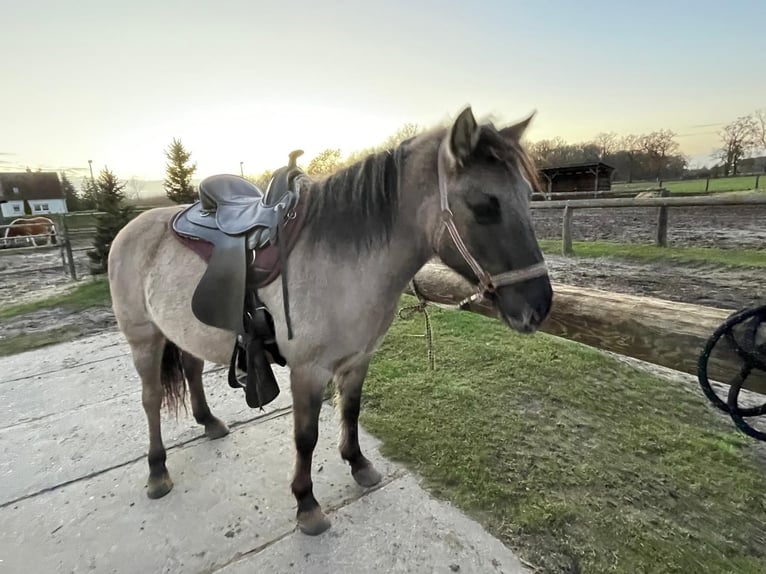 Konik Mare 5 years 13,1 hh Dun in Falkensee