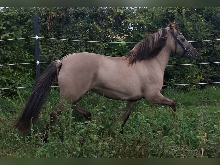 Konik Mare 6 years 13.2 hh Dun in Langmannersdorf