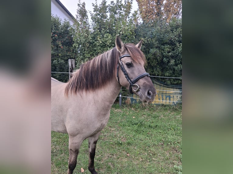 Konik Mare 6 years 13.2 hh Dun in Langmannersdorf