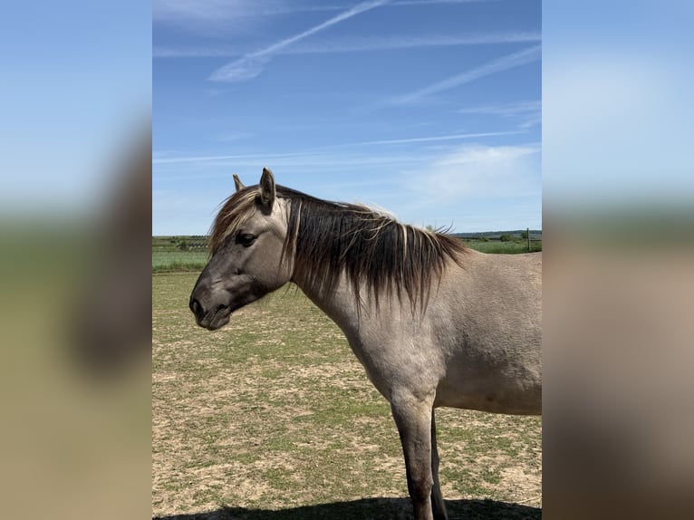 Konik Mare 6 years 13.2 hh Grullo in Langenlois