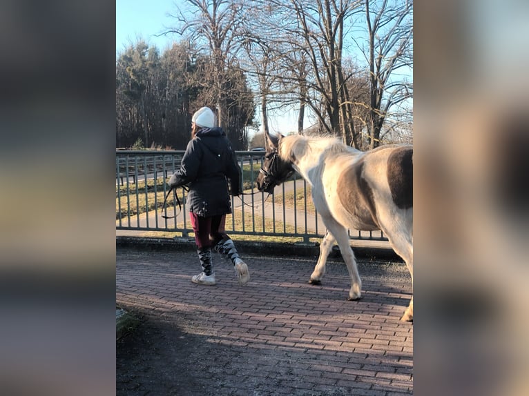 Konik Mix Mare 6 years 13,2 hh Pinto in Dallgow-Döberitz