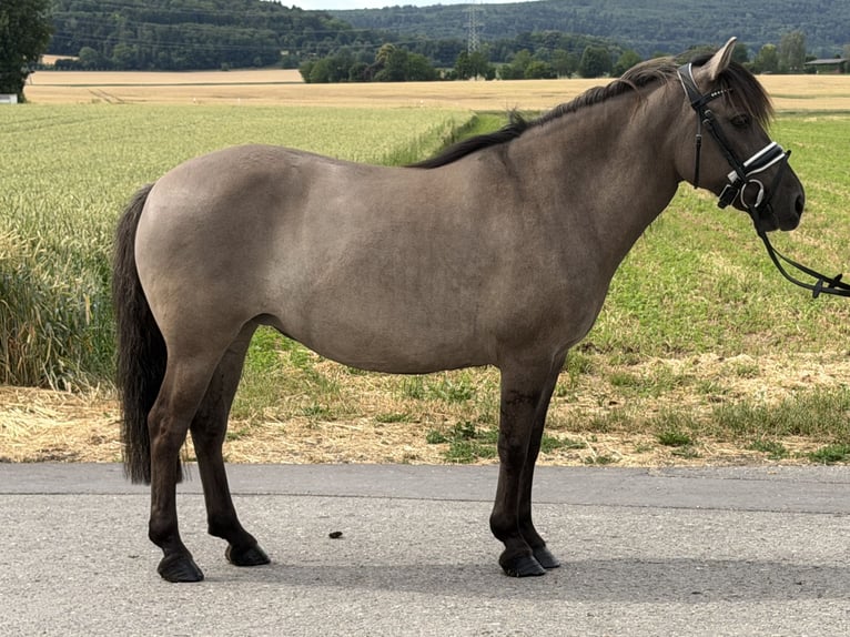 Konik Mix Mare 6 years 13 hh Dun in Riedlingen