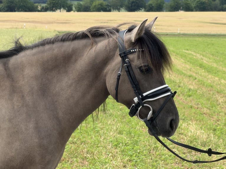 Konik Mix Mare 6 years 13 hh Dun in Riedlingen