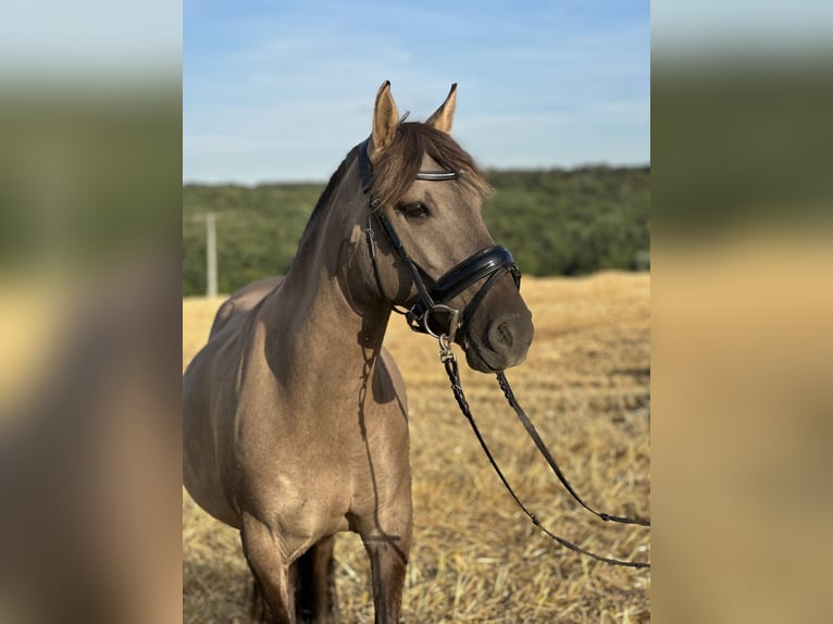 Konik Mare 7 years 13 hh Dun in Hüttenberg
