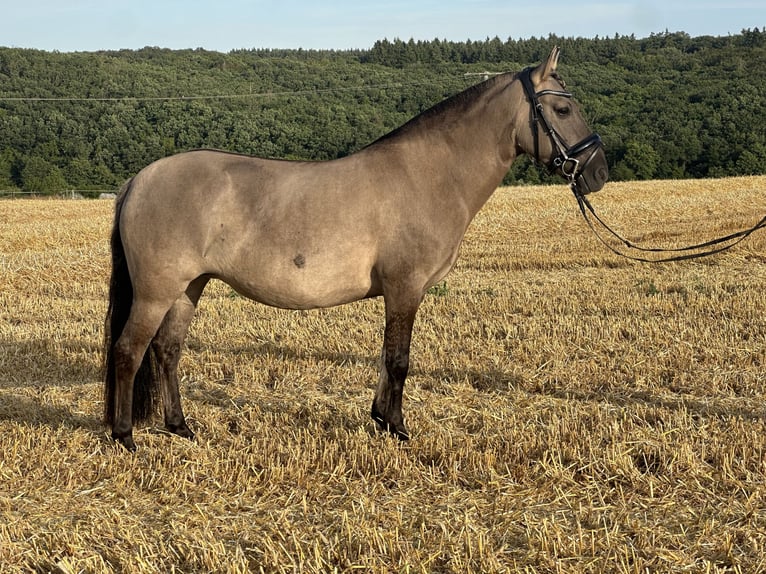 Konik Mare 7 years 13 hh Dun in Hüttenberg