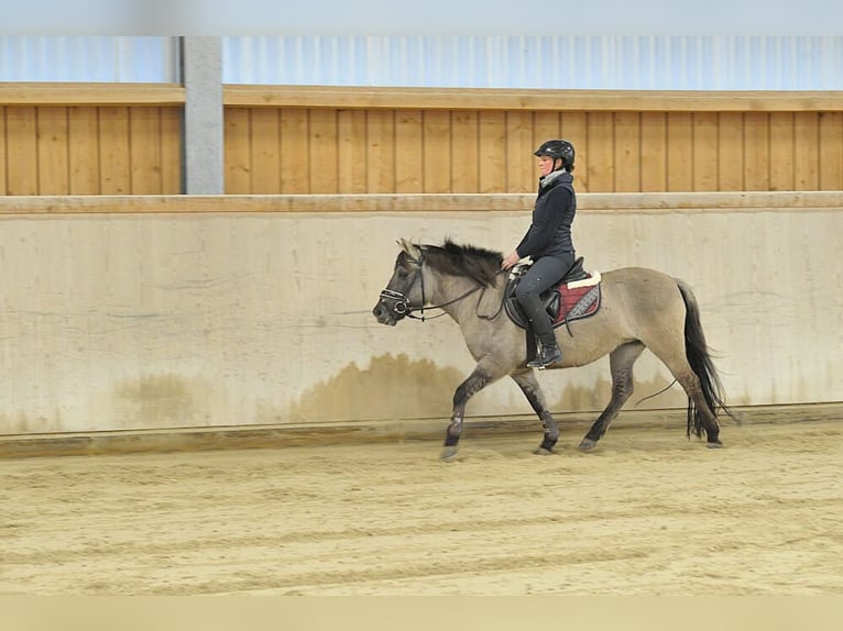 Konik Mare 7 years 13,2 hh Grullo in Wellheim