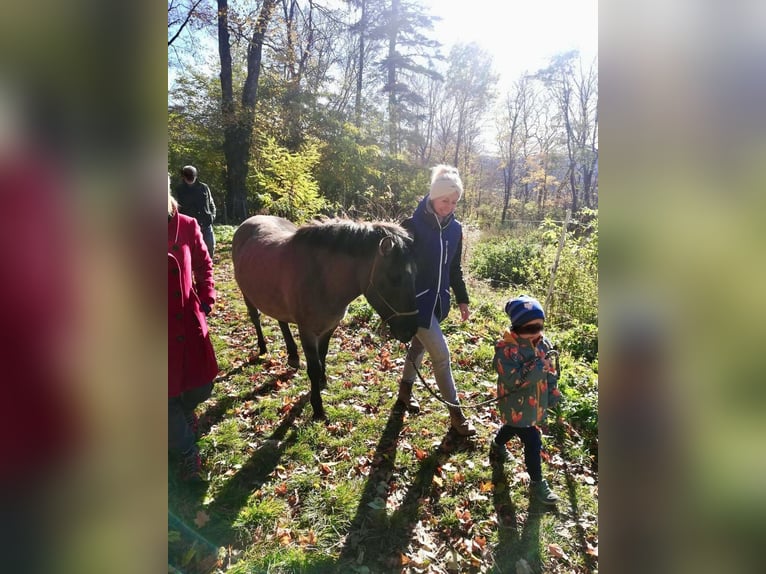 Konik Mare 8 years 12,2 hh in Pottenstein