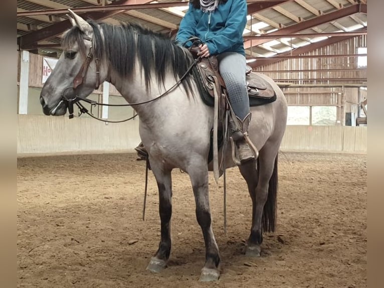 Konik Mare 8 years 13.1 hh Grullo in Langenlois