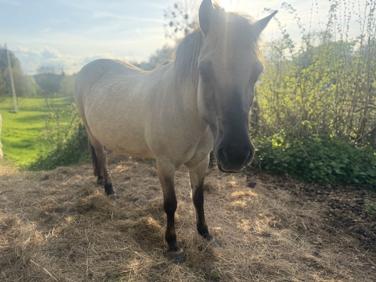 Konik Mare 8 years 13,1 hh Dun in ZweibrückenZweibrücken