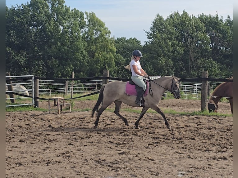 Konik Mare 8 years 13,2 hh Dun in M&#xFC;lheim an der Ruhr
