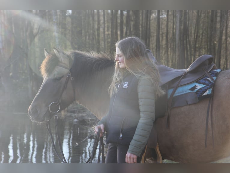 Konik Mare 9 years 13,1 hh Dun in Lütjensee