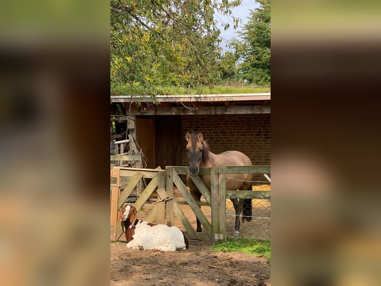 Konik Mare 9 years 13,1 hh Dun in Lütjensee