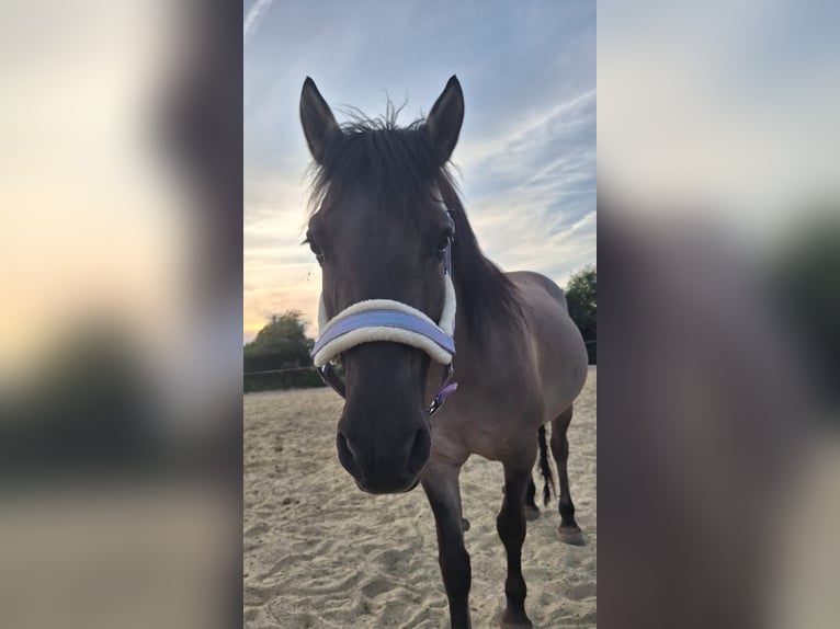 Konik Mare 9 years 13,2 hh Dun in Dinslaken