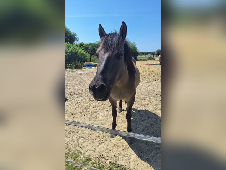 Konik Mare 9 years 13,2 hh Dun in Dinslaken