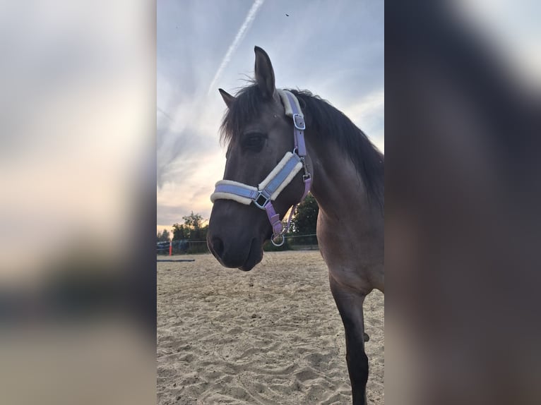 Konik Mare 9 years 13,2 hh Dun in Dinslaken