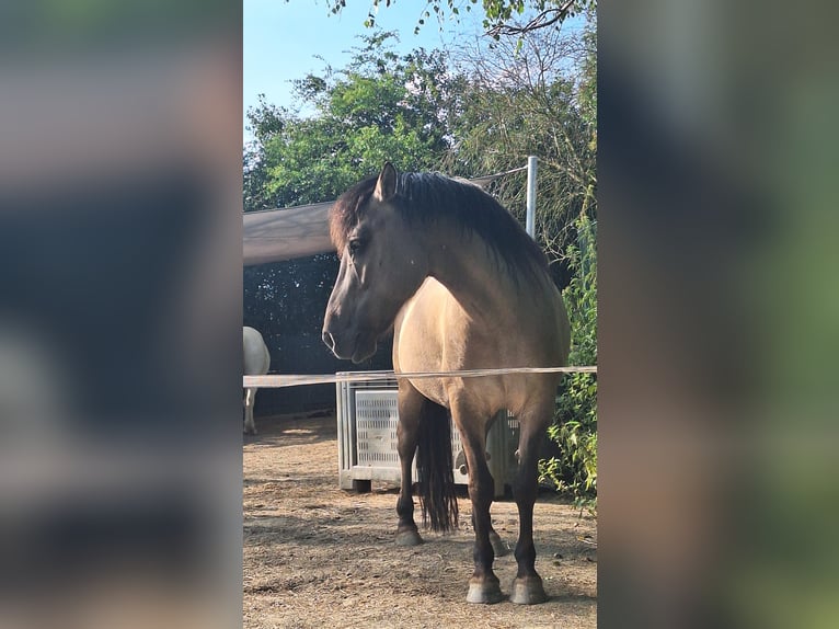 Konik Mare 9 years 13,2 hh Dun in Dinslaken