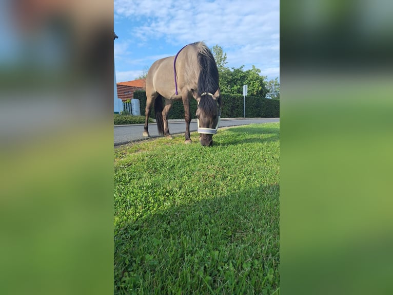 Konik Mare 9 years 13,2 hh Dun in Dinslaken
