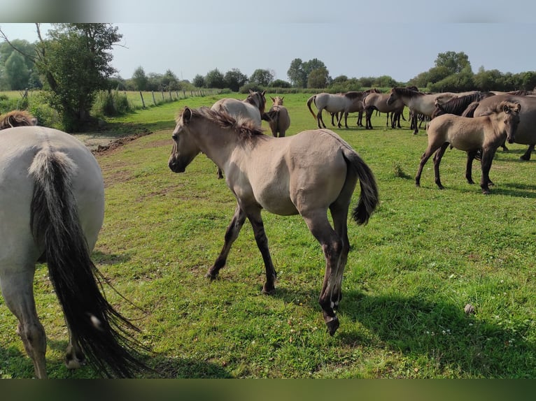 Konik Mare Foal (03/2024) 13,1 hh Red Dun in Dobrzany