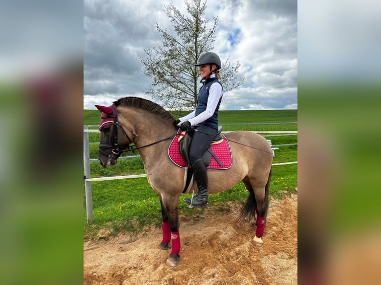 Konik Merrie 10 Jaar 143 cm Falbe in Bad Langensalza