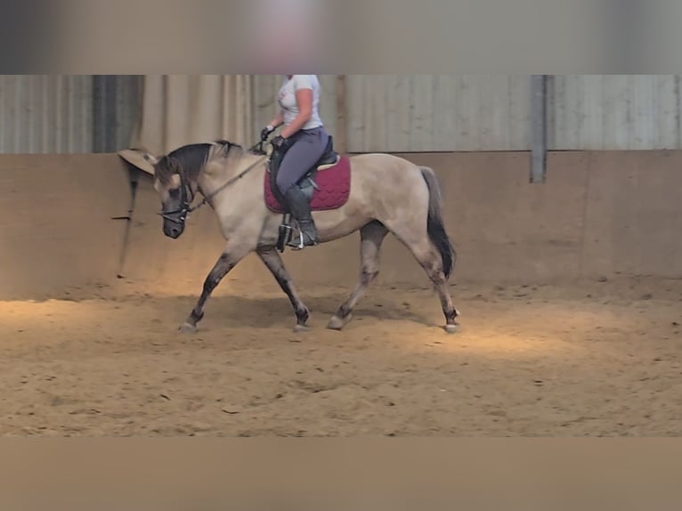 Konik Merrie 11 Jaar 135 cm Falbe in Mülheim an der Ruhr