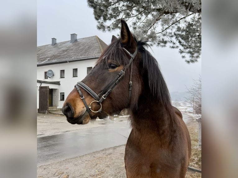 Konik Merrie 11 Jaar 140 cm Falbe in Pelmberg