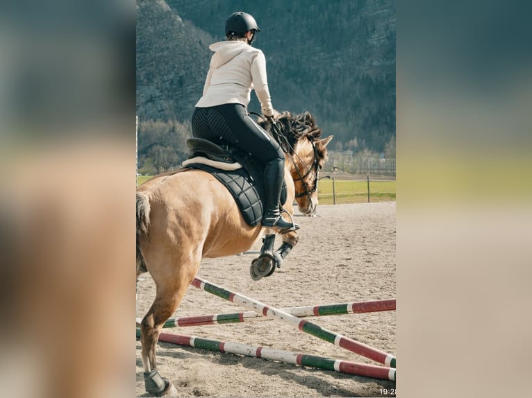 Konik Merrie 11 Jaar 140 cm Falbe in Pelmberg